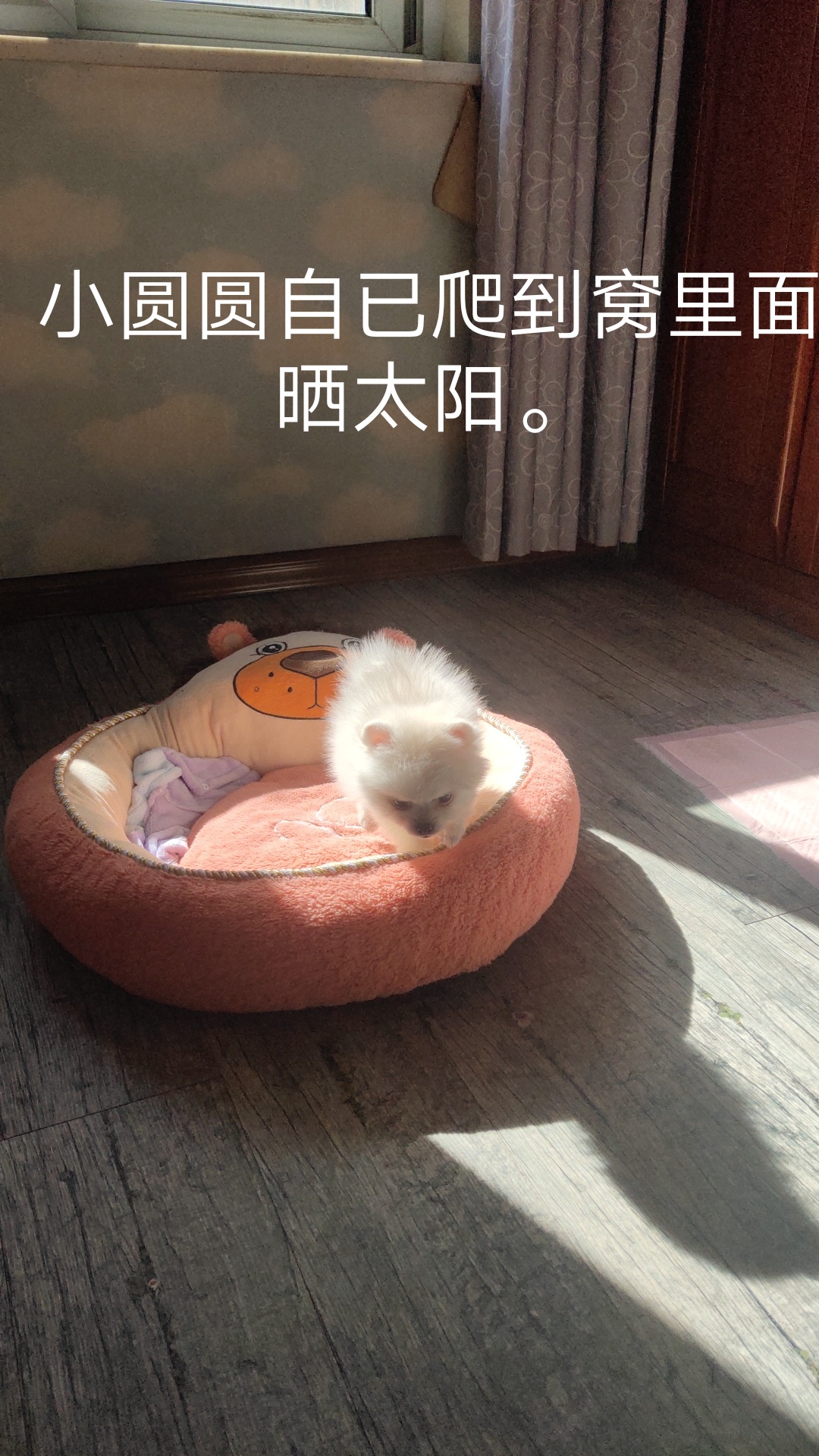 图片1