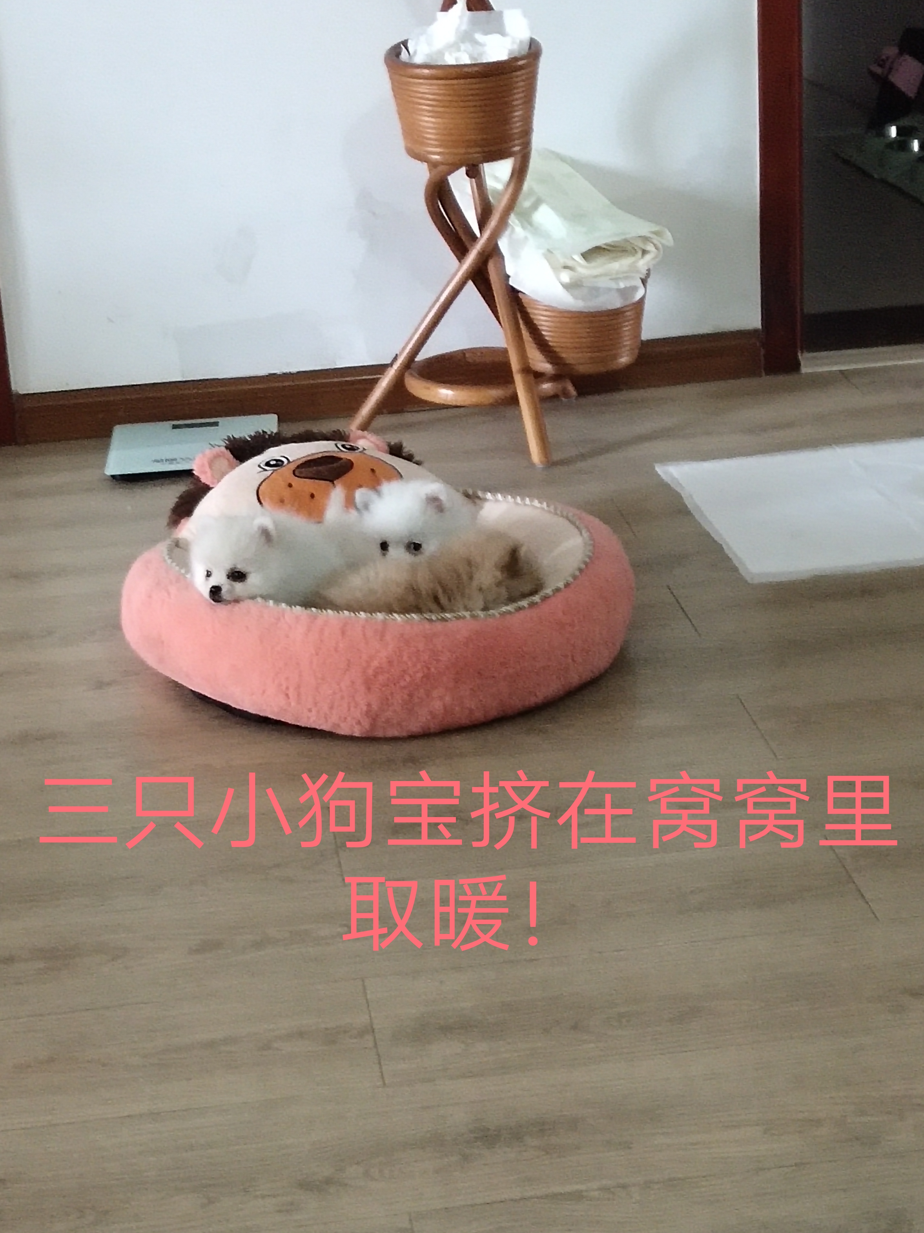 图片1