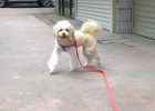 Experience sharing--Experience in treating patella dislocation in dogs