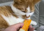 Meet a cat and demolish a house! We need to beat them.