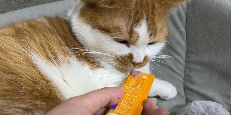 Meet a cat and demolish a house! We need to beat them.