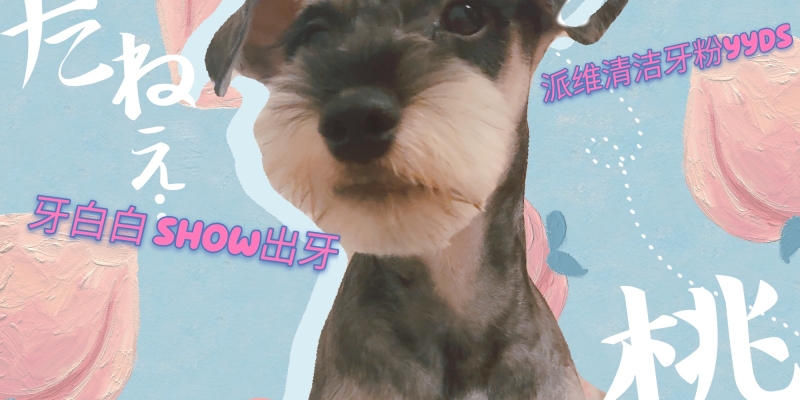 Shiny teeth are white, SHOW brings out my teeth--Evaluation of Paiweiqing Tooth Powder