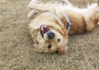 Let dogs have the freedom to roll grass in summer ~