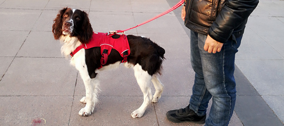 Unlock More Walking Dog Poses! Donis Double Head Leash Experience Report