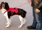 Unlock More Walking Dog Poses! Donis Double Head Leash Experience Report