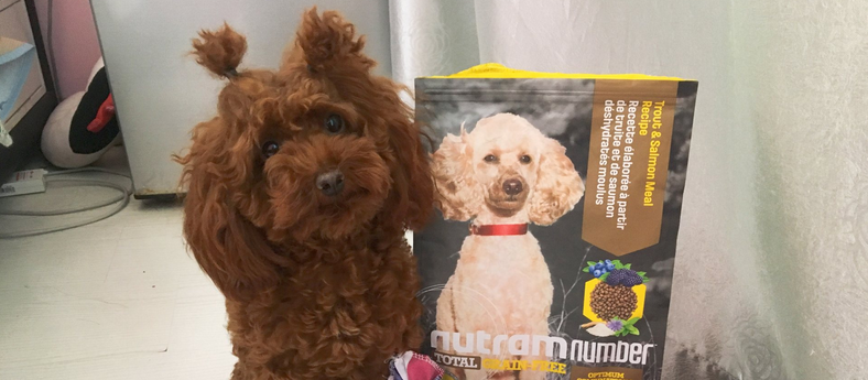 Live Streaming... Chat with You Newton Dog Food Those Things