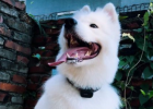 Anti-loss Artifact - Xiaoxuan Mini Pet GPS Locator