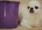 Dog Food Not Store, Your Dog May Forever Eating Spoiled Food