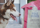 Haojue Dog Food How? - An Erha Taster Stubborn