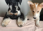 Home Has Two Dogs, How to Choose They Both Suitable Dog Food?