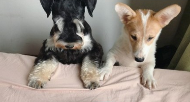 Home Has Two Dogs, How to Choose They Both Suitable Dog Food?