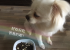All Aspects Review Australian Lingdong Dog Food