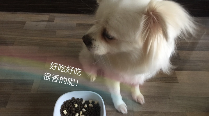 All Aspects Review Australian Lingdong Dog Food