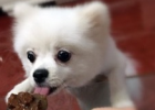 Pomeranian Sister Purel Can First Experience
