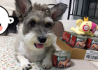 Grateful Delicious Meal, Happy Dog Life - Guda Turkey Dog Can