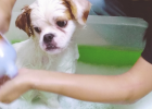 Iris Pet Bath Tub How Useful? Try Then Know