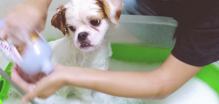 Iris Pet Bath Tub How Useful? Try Then Know