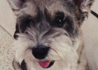 K9 Probiotics, Let Love Pet Stomach Move