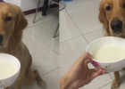 Golden Retriever Milk Tea Sister Calcium Supplement Path