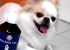 Want to Give Dog Beautiful Fur? Do Not Worry, This Method More Healthy!