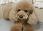 Make Bath Become Enjoyment - Poodle Baby Test Glenshibao Evening Primrose Oil Shampoo