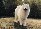 I Love Bath Skin Good - Samoyed and Lefang Xishi Shampoo
