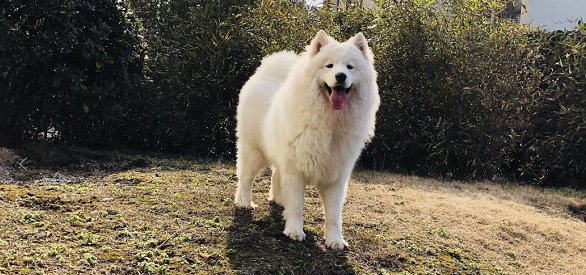 I Love Bath Skin Good - Samoyed and Lefang Xishi Shampoo