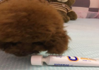 Wang Wang Unexpected - Stomach Health, Not So Simple