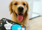 Wristband Style Walking Dog Artifact, Free Hands Rely on It!