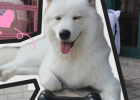 Care for Your Dog's Dental Health, Start with the Right Chew Toy