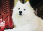 Lecithin ~ Samoyed's Fur Beautifying Artifact
