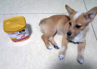 My Beauty Starts from Nourishing Cells — Fur Beautifying Artifact KeePet Beauty Treasure