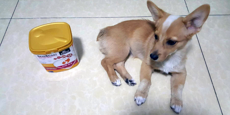 My Beauty Starts from Nourishing Cells — Fur Beautifying Artifact KeePet Beauty Treasure