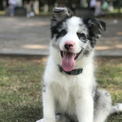 New Dog Arrival