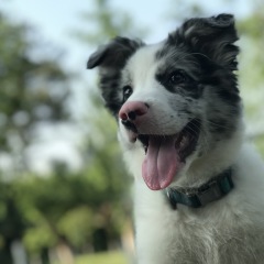 Chewing and Barking
