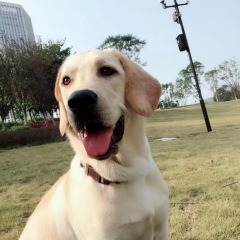 Excessive Barking