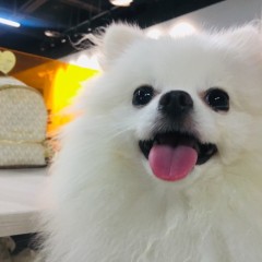 Dog Food Selection