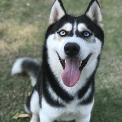 Husky