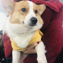 Corgi
