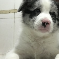 Distemper/Parvo/Coronavirus