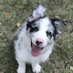 Dog Bite Injury