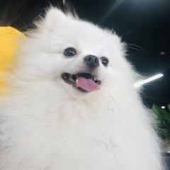 Pomeranian