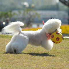 Internal Deworming
