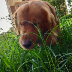 Lost Pet Prevention