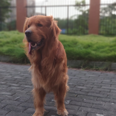 Walking and Travel