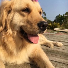 Golden Retriever
