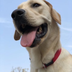 Labrador