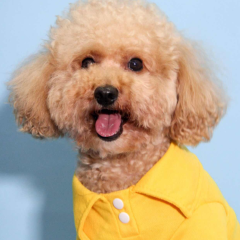 Poodle