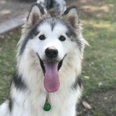 Understanding Neutering