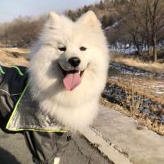 Samoyed